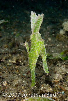 Robust Ghost pipefish [Solenostomus cyanopterus]