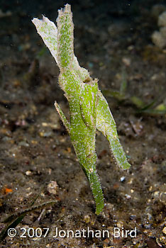 Robust Ghost pipefish [Solenostomus cyanopterus]