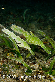 Robust Ghost pipefish [Solenostomus cyanopterus]