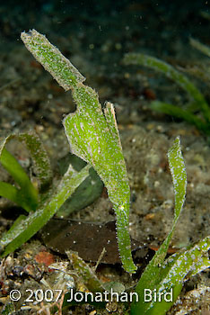 Robust Ghost pipefish [Solenostomus cyanopterus]