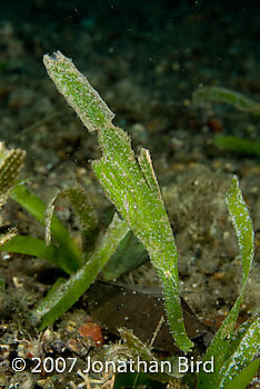 Robust Ghost pipefish [Solenostomus cyanopterus]