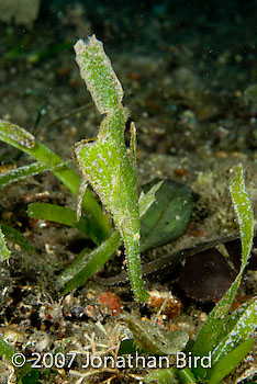 Robust Ghost pipefish [Solenostomus cyanopterus]