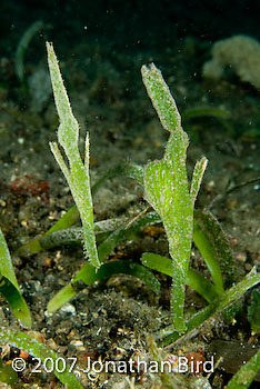 Robust Ghost pipefish [Solenostomus cyanopterus]