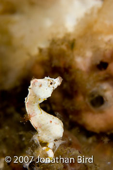 Coleman's Pygmy Sea horse [Hippocampus colemani]