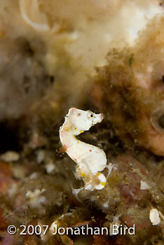 Coleman's Pygmy Sea horse [Hippocampus colemani]