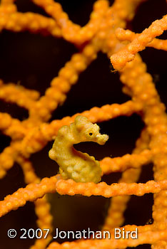 Pygmy Sea horse [Hippocampus bargibanti]