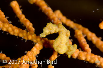 Pygmy Sea horse [Hippocampus bargibanti]