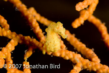 Pygmy Sea horse [Hippocampus bargibanti]