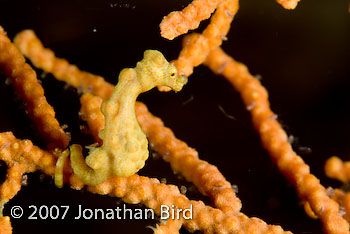 Pygmy Sea horse [Hippocampus bargibanti]