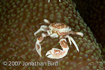 Spotted Porcelain Crab [Neopetrolisthes maculata]