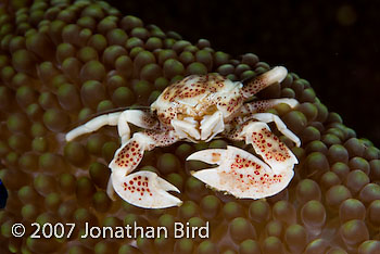 Spotted Porcelain Crab [Neopetrolisthes maculata]