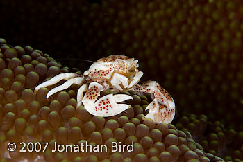 Spotted Porcelain Crab [Neopetrolisthes maculata]