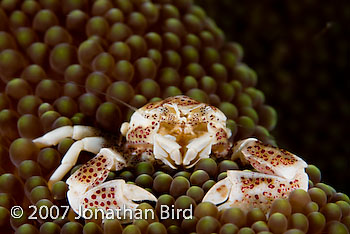 Spotted Porcelain Crab [Neopetrolisthes maculata]
