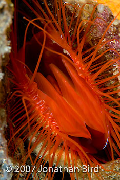 Flame Scallop [Lima scabra]