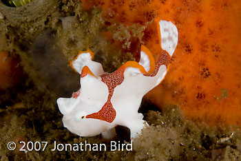 Warty Frogfish [Antennarius maculatus]