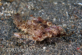 Dragon Sea moth [Eurypegasus draconis]