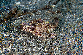 Dragon Sea moth [Eurypegasus draconis]