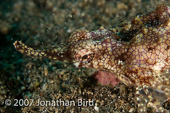 Dragon Sea moth [Eurypegasus draconis]