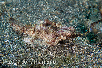 Dragon Sea moth [Eurypegasus draconis]