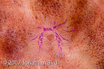 Hairy Squat lobster [Lauriea siagiani]
