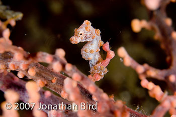 Pygmy Sea horse [Hippocampus bargibanti]