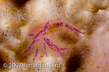 Hairy Squat lobster [Lauriea siagiani]