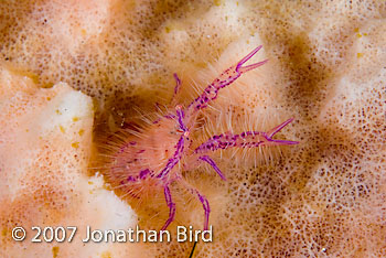 Hairy Squat lobster [Lauriea siagiani]