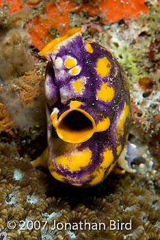 Polycarpa Tunicate [Polycarpa aurata]