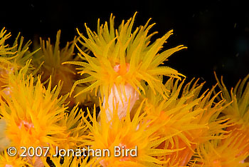 Orange Cup Coral [--]