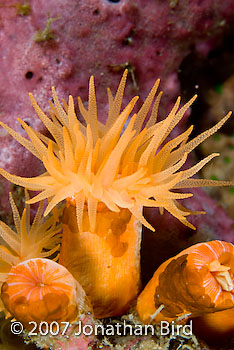 Orange Cup Coral [--]
