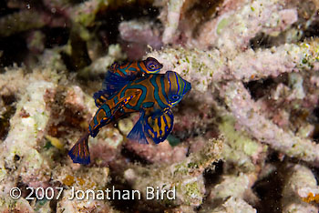 Mandarin Fish [Synchiropus splendidus]