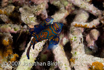 Mandarin Fish [Synchiropus splendidus]