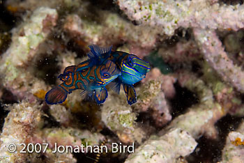 Mandarin Fish [Synchiropus splendidus]