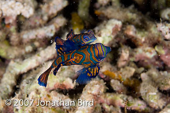 Mandarin Fish [Synchiropus splendidus]