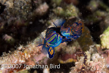 Mandarin Fish [Synchiropus splendidus]