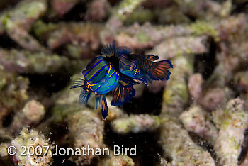 Mandarin Fish [Synchiropus splendidus]