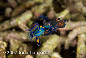 Mandarin Fish [Synchiropus splendidus]