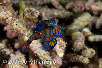 Mandarin Fish [Synchiropus splendidus]