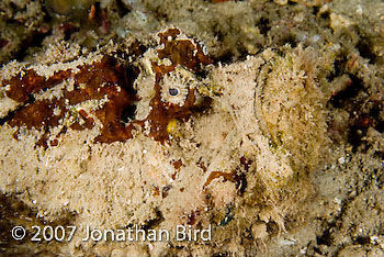 Reef Stonefish [Synanceia verrocosa]