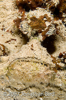 Reef Stonefish [Synanceia verrocosa]