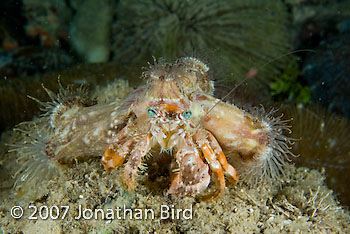 Hermit Crab [Dardanus pedunculatus]