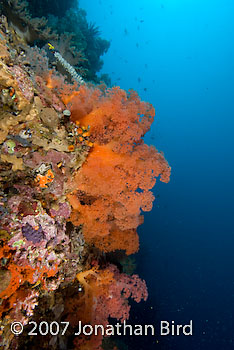 Coral Reef [--]