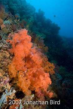 Coral Reef [--]