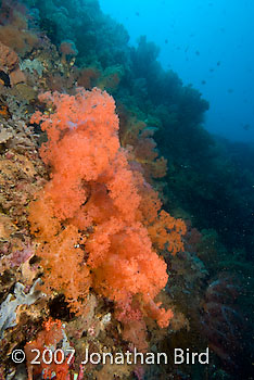 Coral Reef [--]