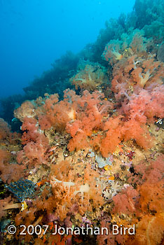 Coral Reef [--]