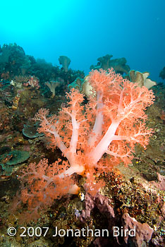 Coral Reef [--]