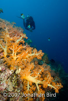 Coral Reef [--]