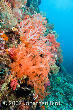 Coral Reef [--]