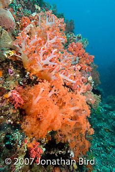 Coral Reef [--]