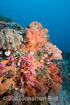 Coral Reef [--]